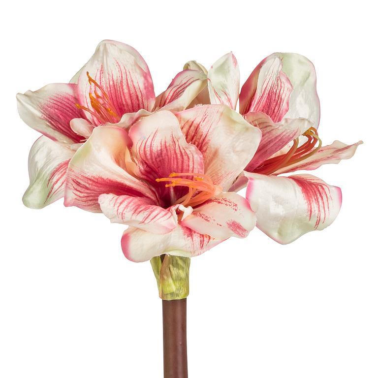 Pink Amaryllis Stem with Four Blooms
