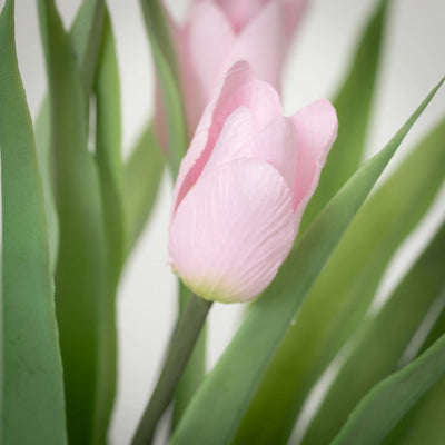 Pink Potted Tulips