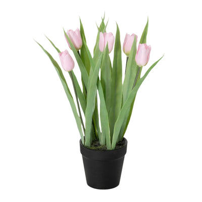 Sullivans Pink Potted Tulips | Putti Fine Furnishings