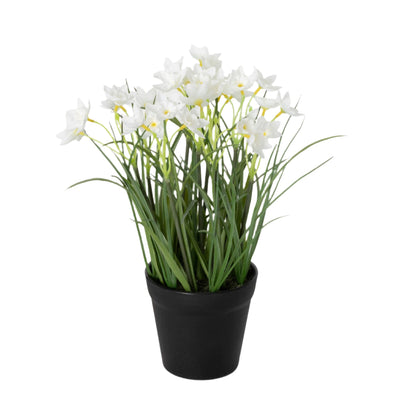 Sullivans White Potted Dafodills| Putti Fine Furnishings