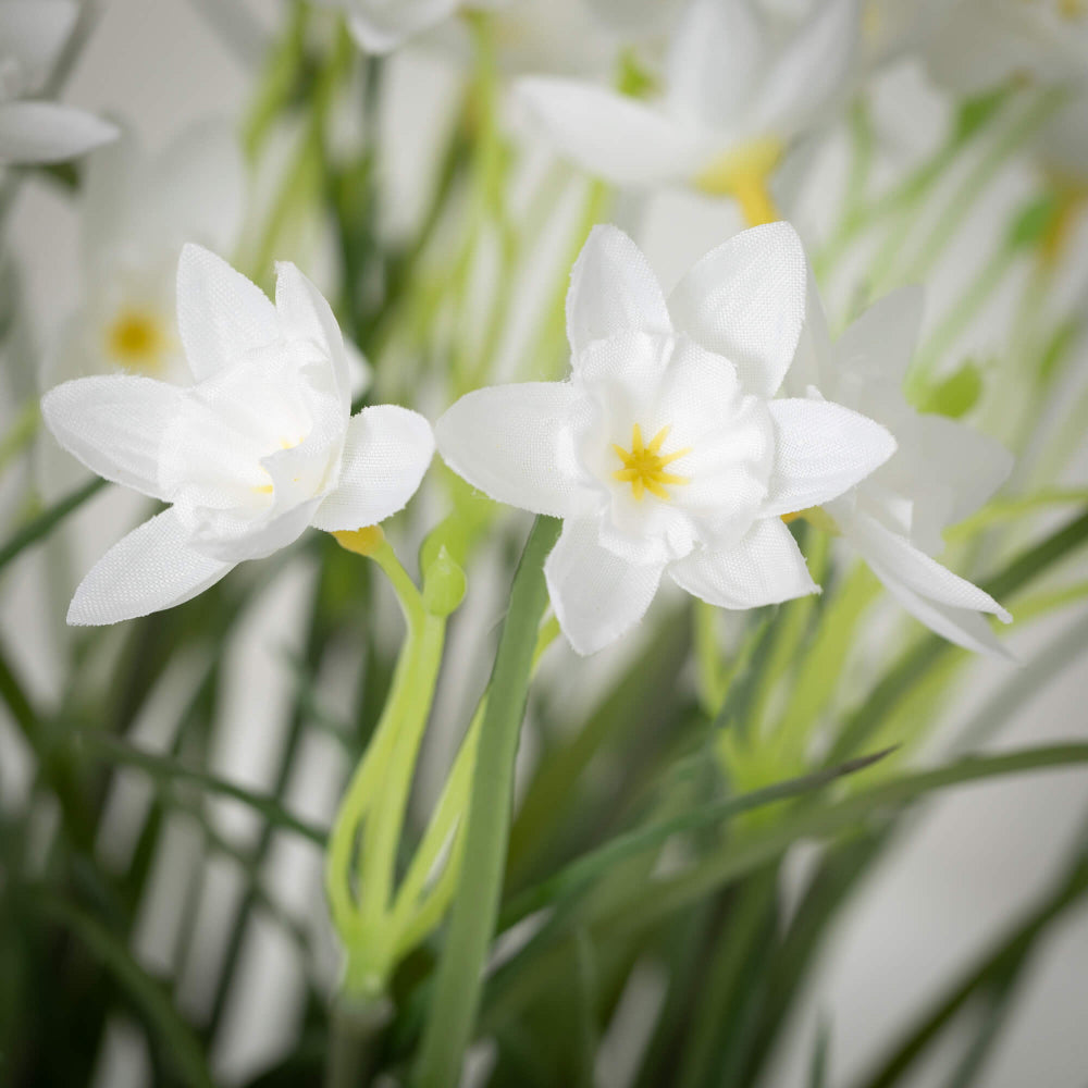 Sullivans White Potted Dafodills| Putti Fine Furnishings