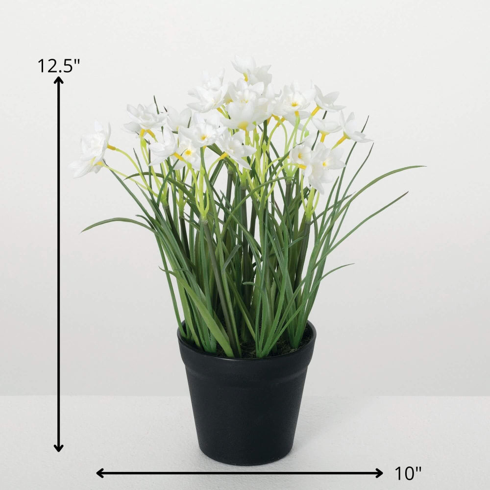 Sullivans White Potted Dafodills| Putti Fine Furnishings
