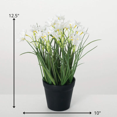 Sullivans White Potted Dafodills| Putti Fine Furnishings