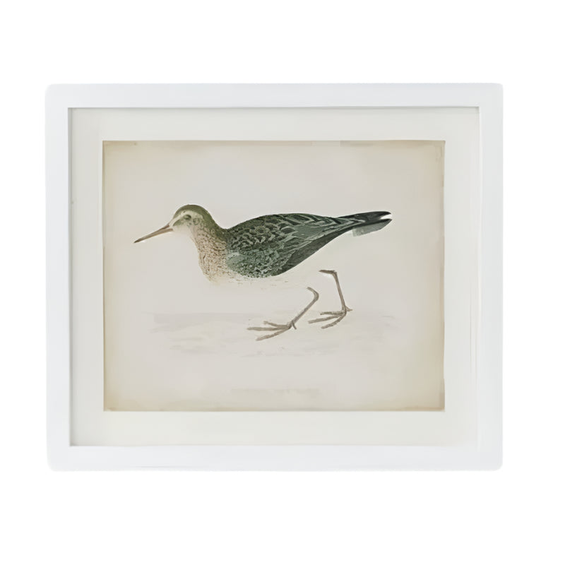 Coastal Bird Print