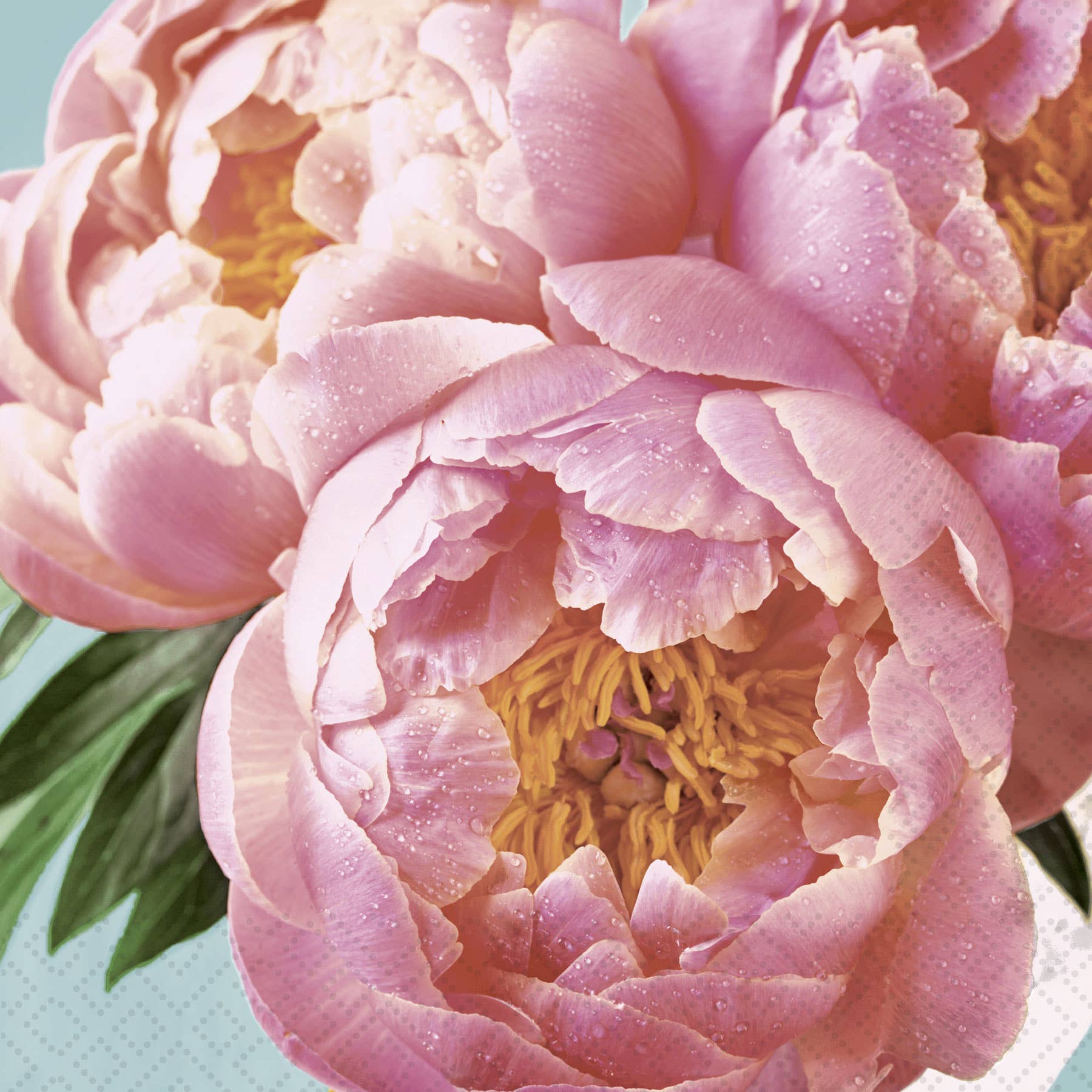 Pink Peony Cocktail Napkin