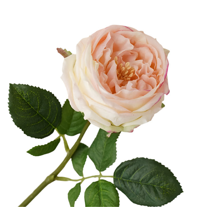 Real touch English Austin Cabbage Rose Stem - Cream Pink | Putti Fine Furnishings