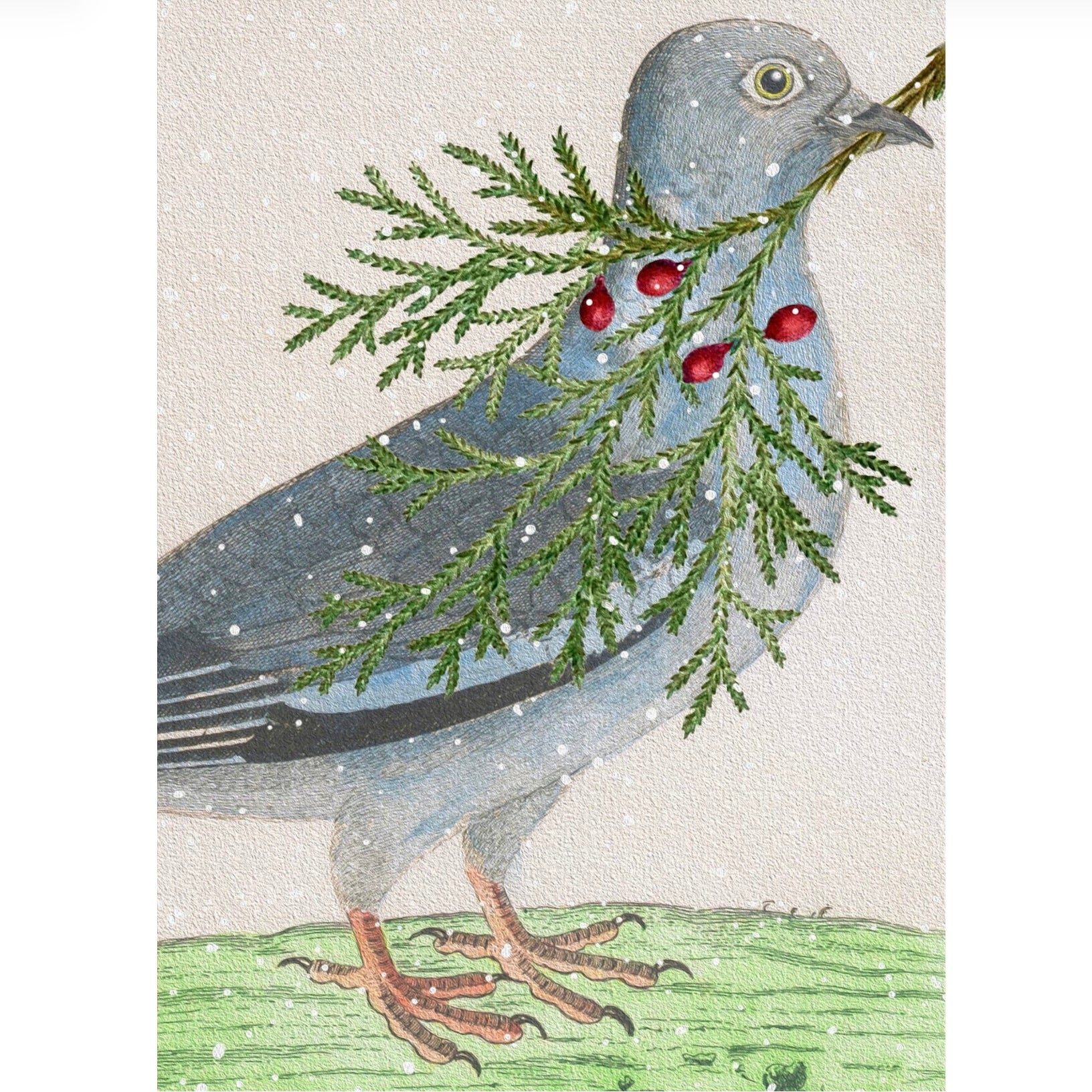 Pigeon with Branch Christmas Card