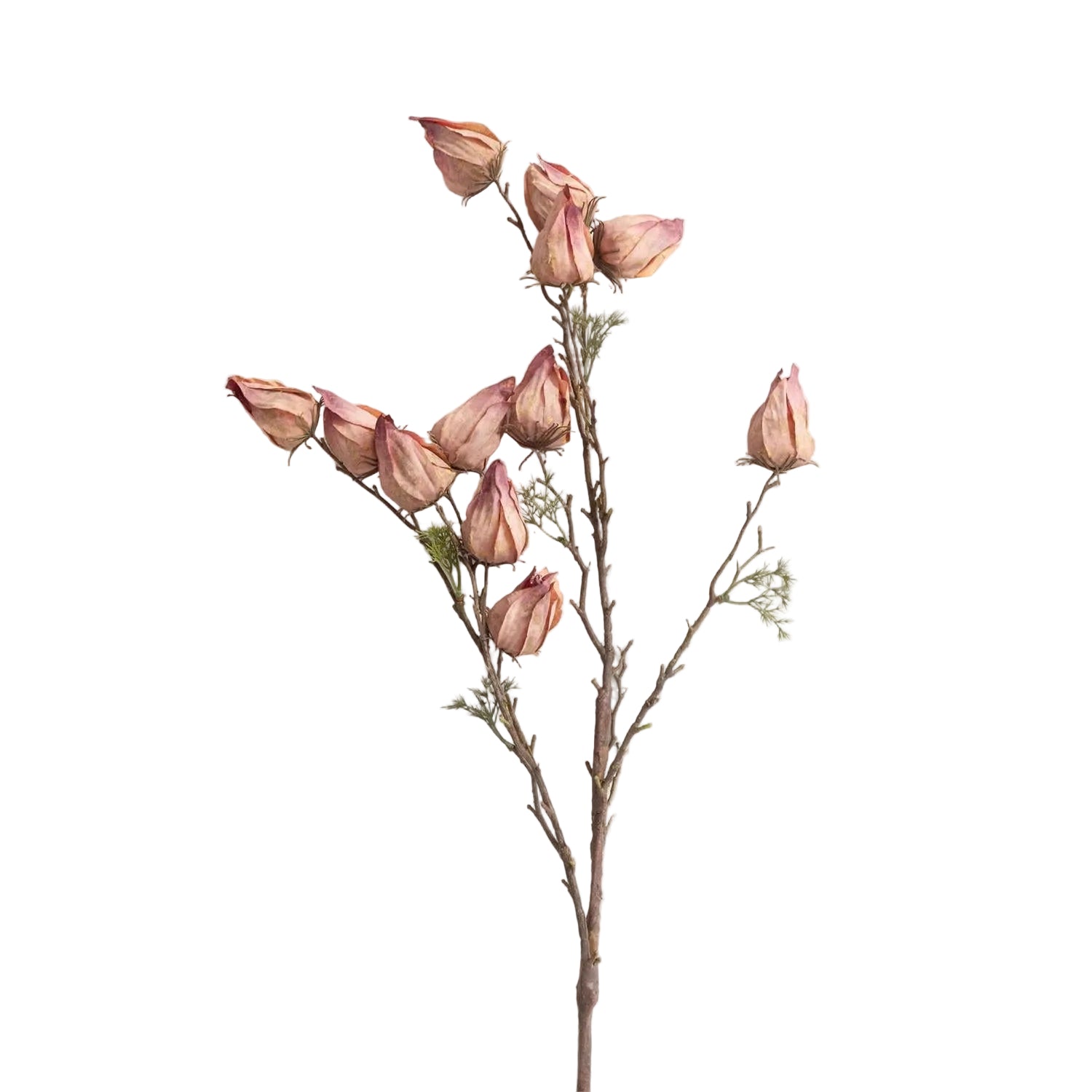 Withered Chinese Lantern Spray - Mauve