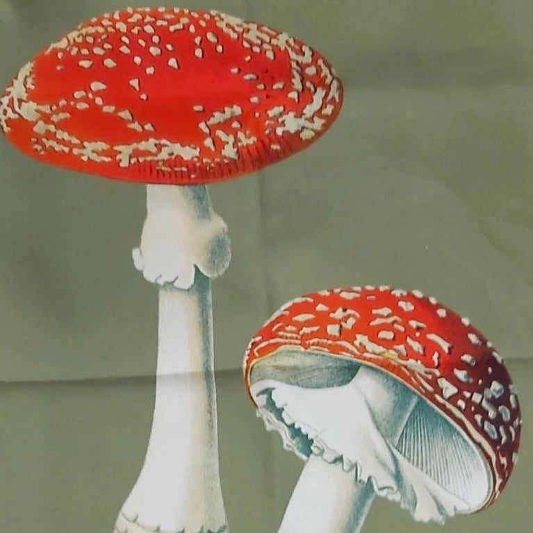 Antique "Amanita Muscaria" Toadstool Tea Towel
