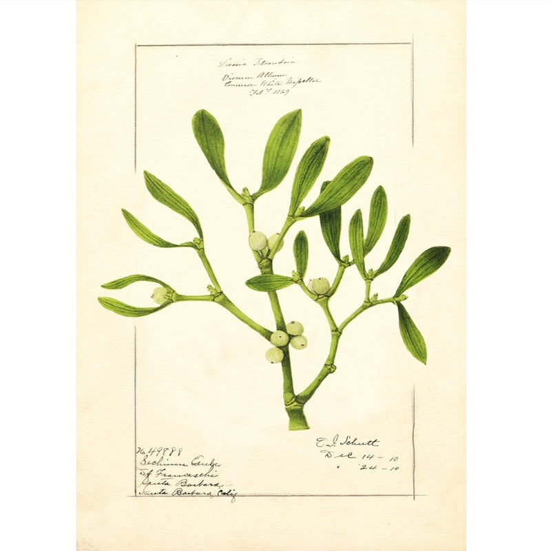 Mistletoe Christmas Card