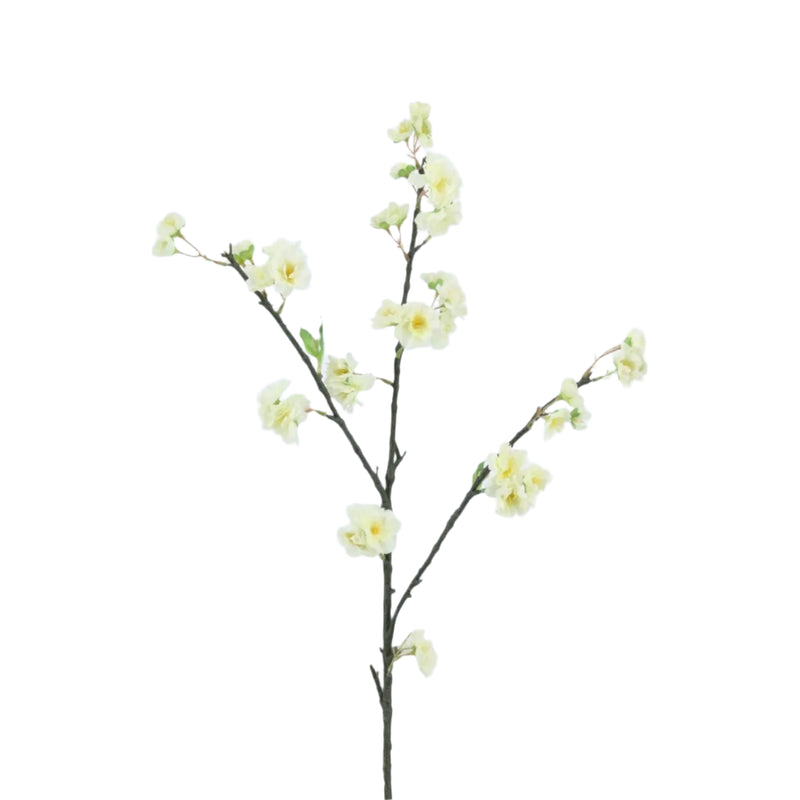 White Cherry Blossom Branch