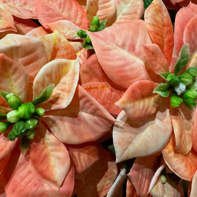 Multi Head Pink Poinsettia Stem