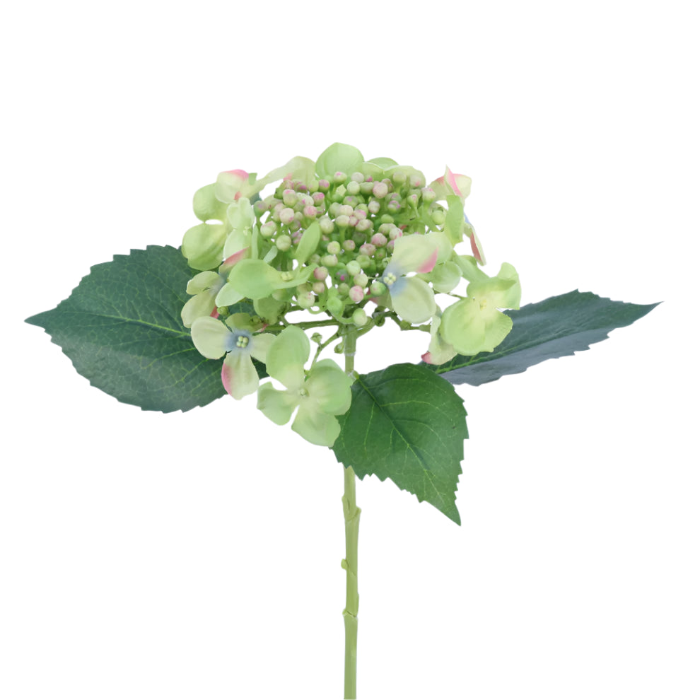 Budding Hydrangea - Green