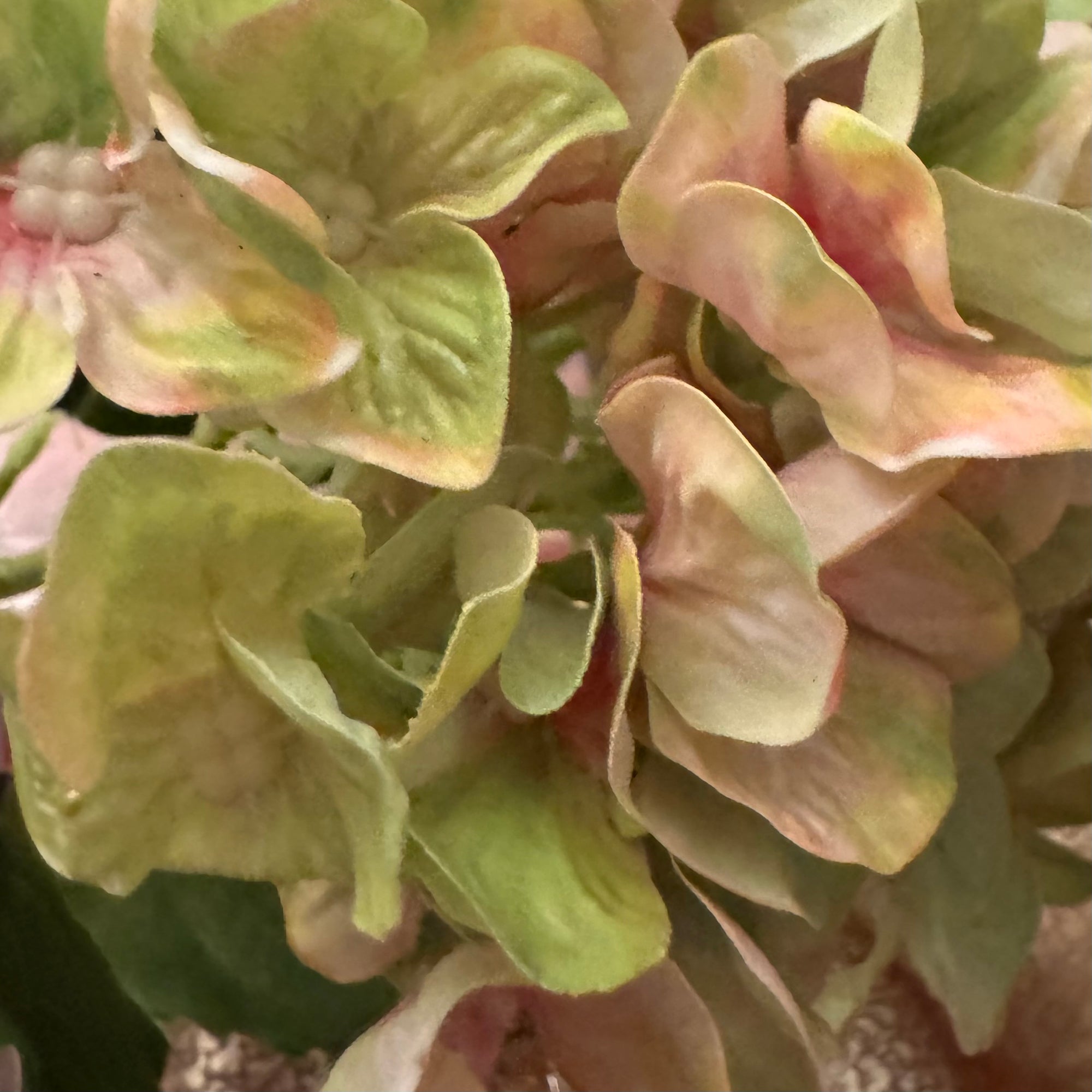 Pink Chartreuse Green Hydrangea Stem
