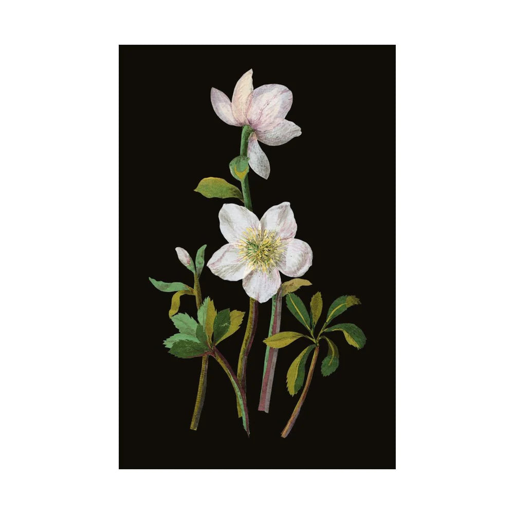 Mary Delany Winter Foliage Boxed Christmas Cards | Putti Christmas Greeting Cards