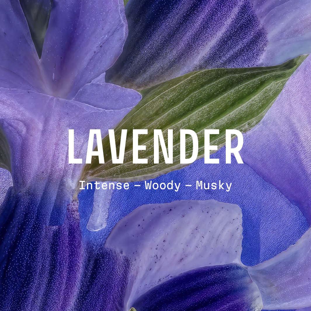 Lavender Hand Cream Flower Christmas Gift Set