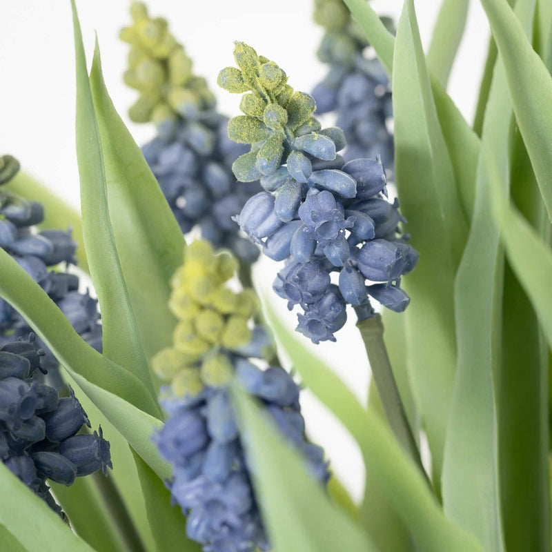 Potted Grape Hyacinth