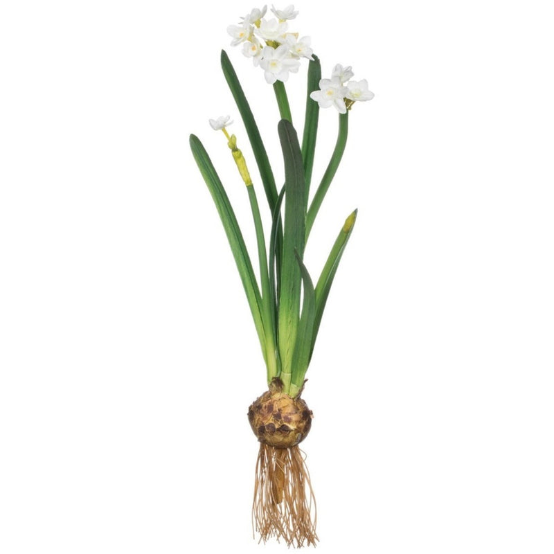 Paper White with Bulb