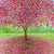 Susan Entwistle Spring Blossom Greeting Card