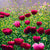 Susan Entwistle Pink Poppies Greeting Card | Putti Celebrations 