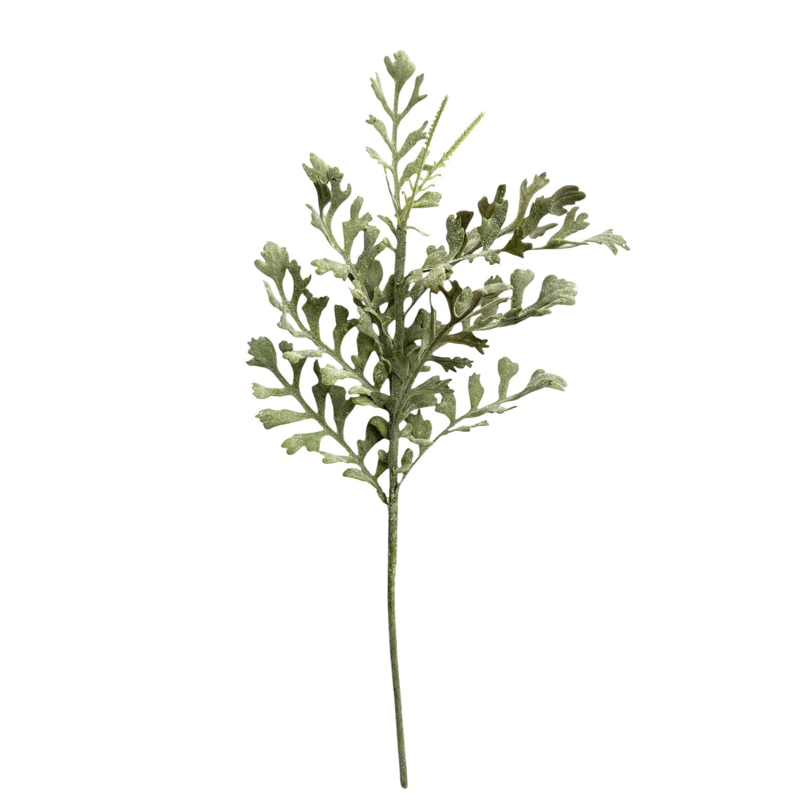 Frosted Dusty Miller