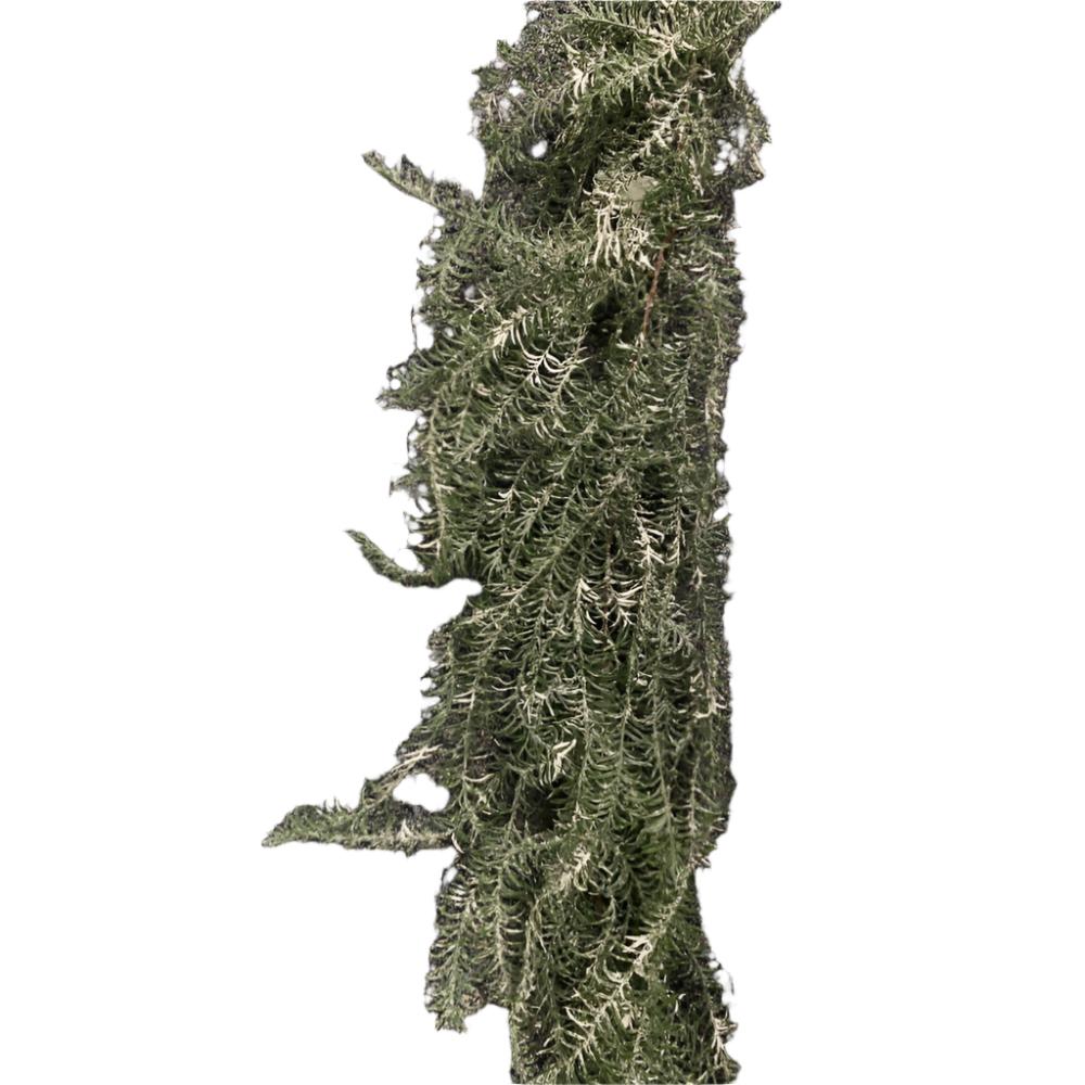 Asparagus Weeping Garland with Snow