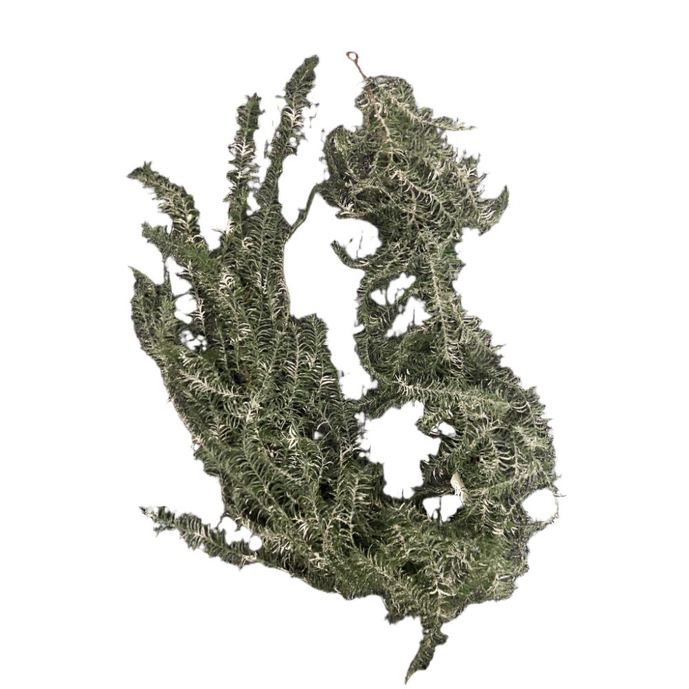 Asparagus Weeping Garland with Snow