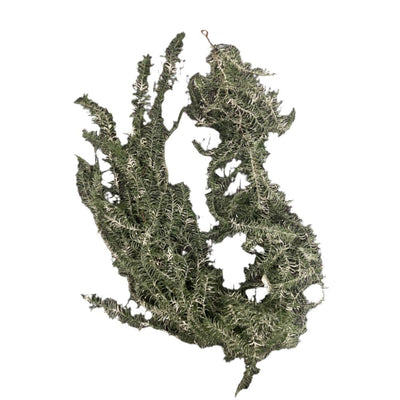 Asparagus Weeping Garland with Snow