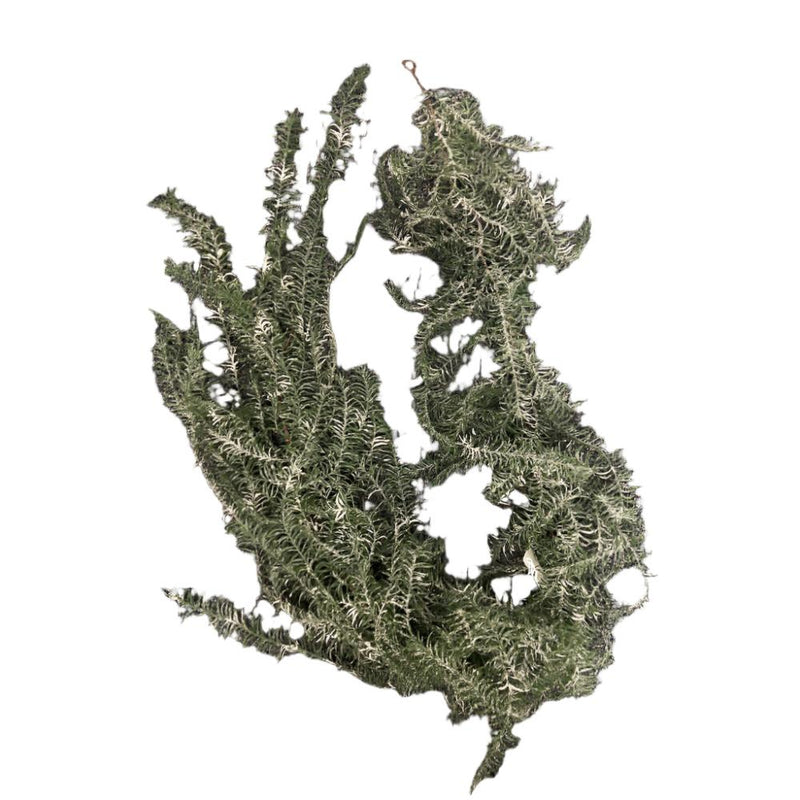 Asparagus Weeping Garland with Snow