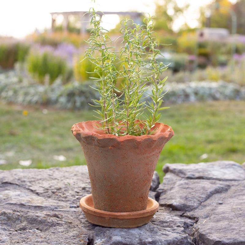 Small Frilly Edge Redstone Pot with Saucer | Putti Fine Furnishings