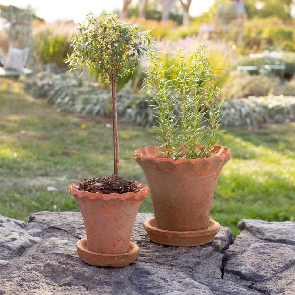 Small Frilly Edge Redstone Pot with Saucer | Putti Fine Furnishings