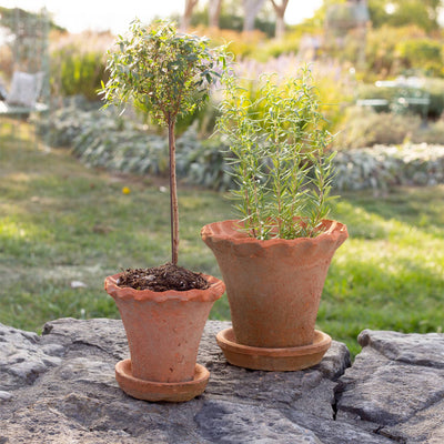 Small Frilly Edge Redstone Pot with Saucer | Putti Fine Furnishings