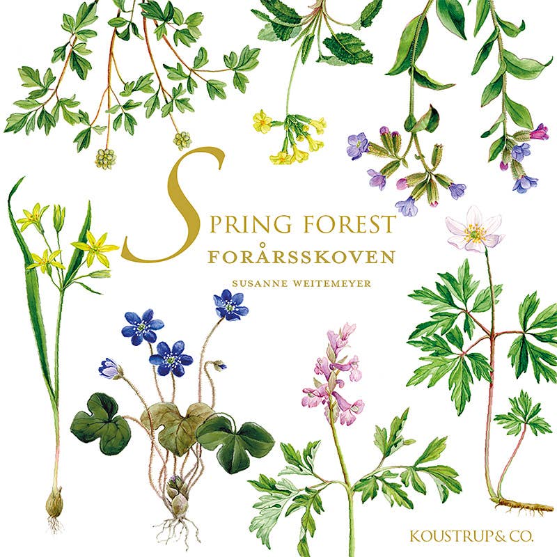 Spring Forest Note Cards