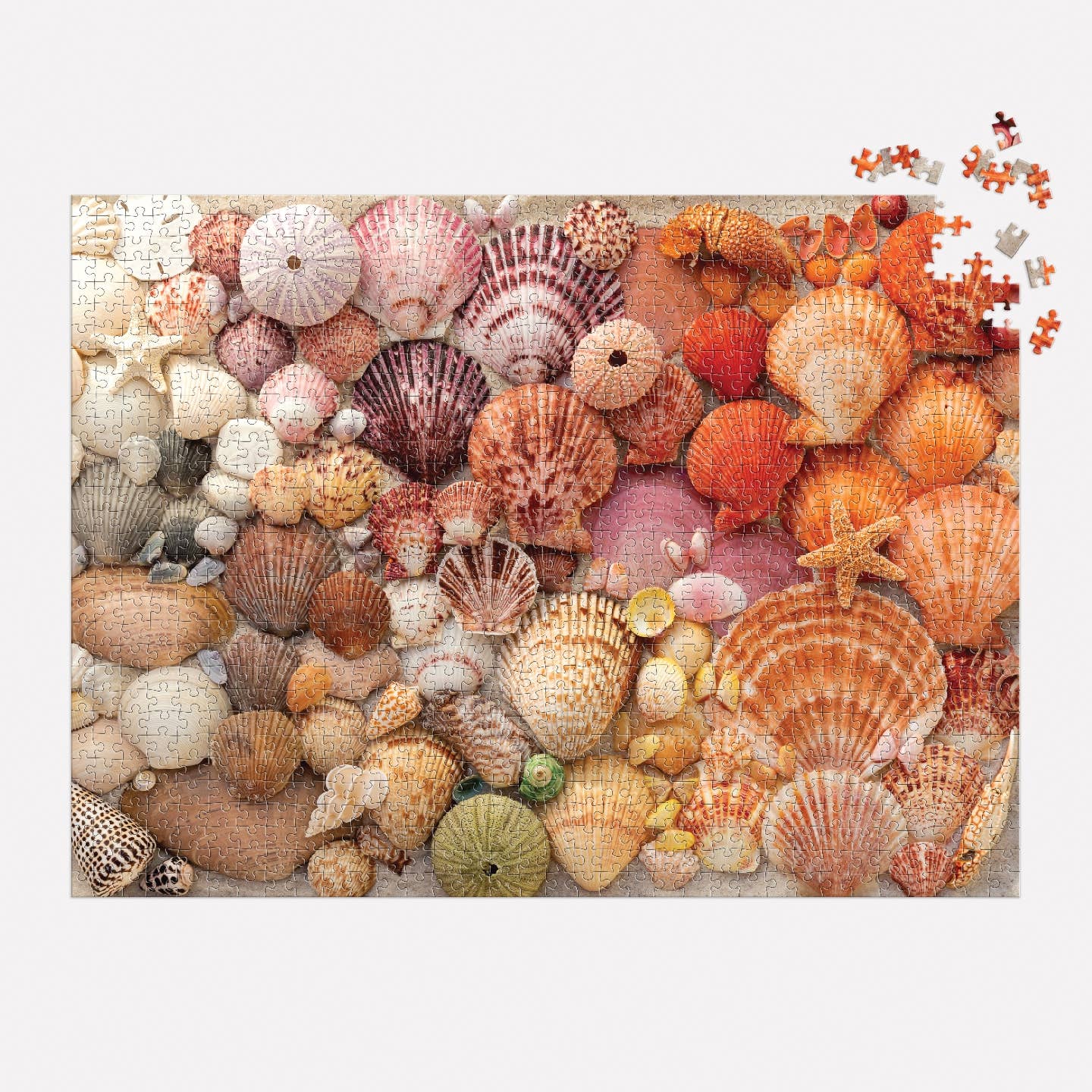 Vibrant Seashells 1000 Piece Puzzle - Putti Fine Furnishings
