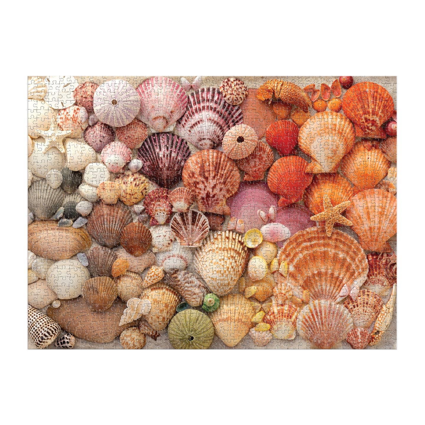 Vibrant Seashells 1000 Piece Puzzle - Putti Fine Furnishings