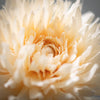 Cream Dahlia Stem