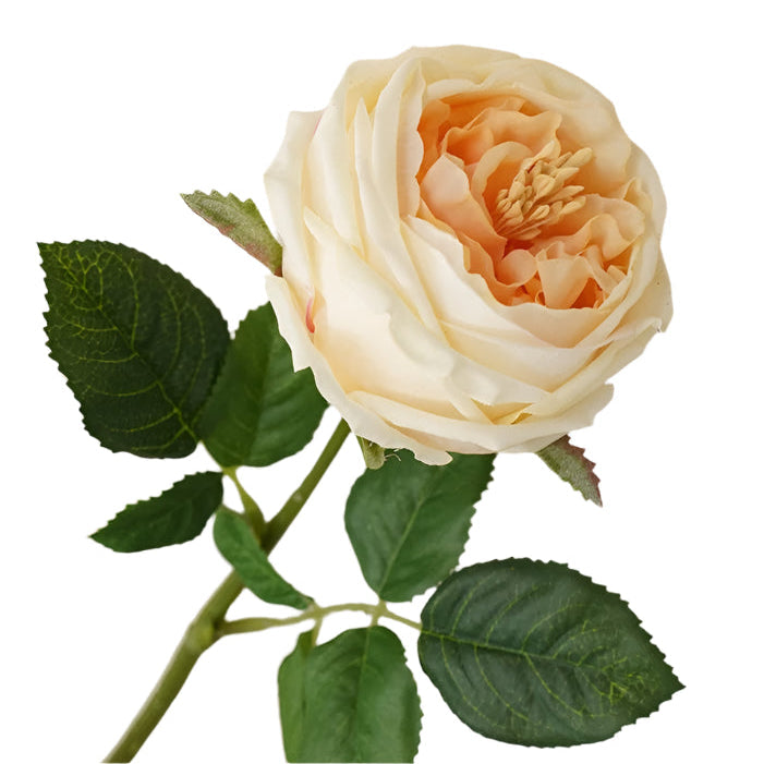 Real Touch English Austin Cabbage Rose Stem - Light Champagne | Putti Fine Furnishings