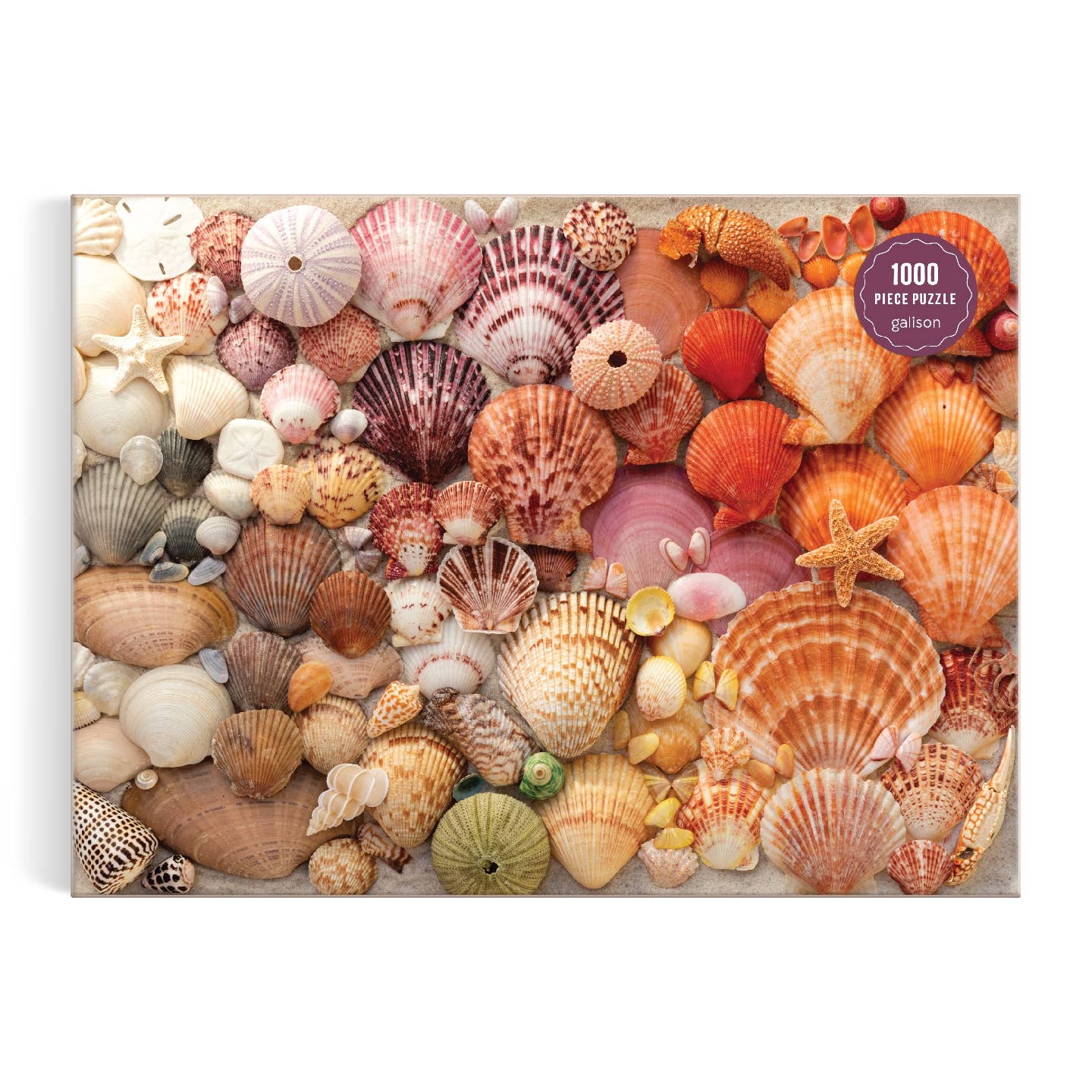 Vibrant Seashells 1000 Piece Puzzle - Putti Fine Furnishings
