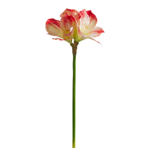 Dark Pink Christmas Amaryllis Blossom Stem | Putti Christmas