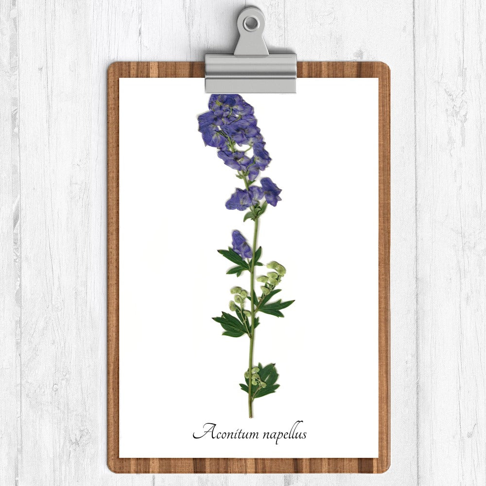 Monkshood Botanical Print