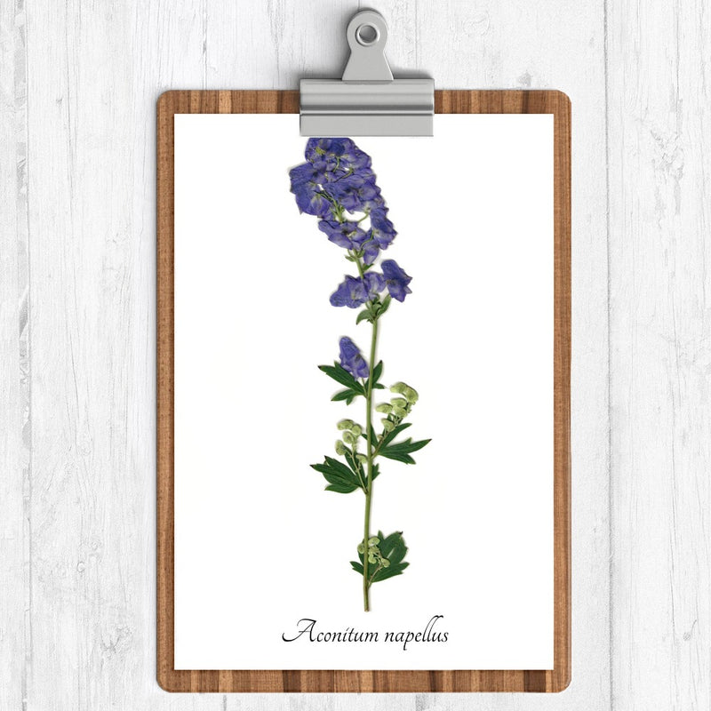 Monkshood Botanical Print