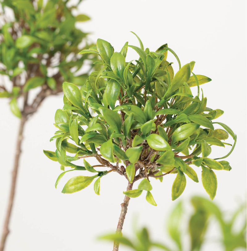 Sulivans Mini Leaf Topiary | Putti Fine Furnishings Canada 
