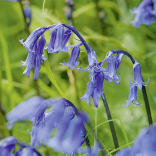 Bluebells Greeting Card