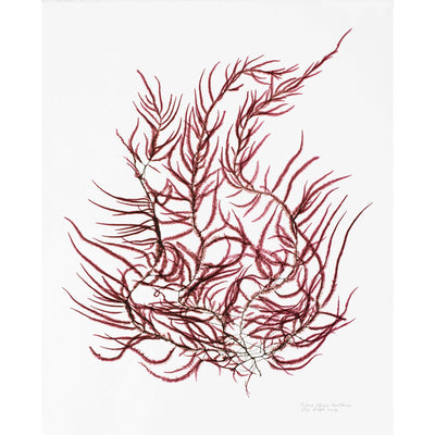 Seaweed Artist - Seaweed Art Greeting Cards #19