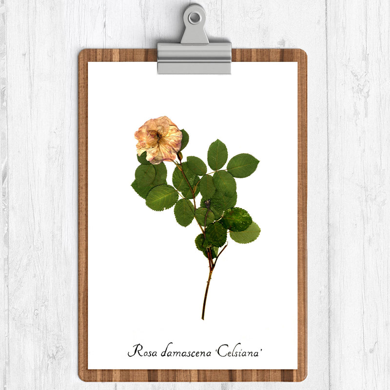 Damask Rose Botanical Print