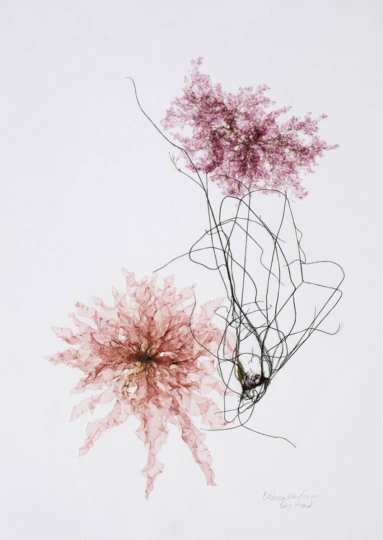 Seaweed Artist - Seaweed Art Greeting Cards Design #38