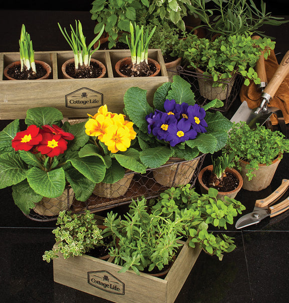 Triple Moss Pot in Basket, AC-Abbott Collection, Putti Fine Furnishings