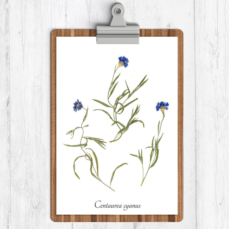 Cornflower Botanical Print