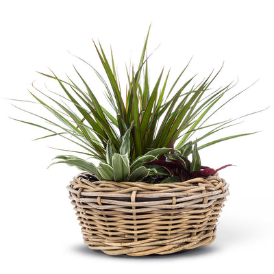 Low Round Woven Planter - Small 12.5"D