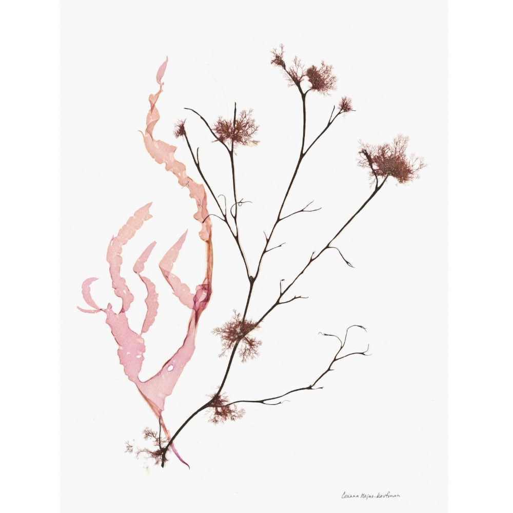 Seaweed Artist - Seaweed Art Greeting Cards Design #1